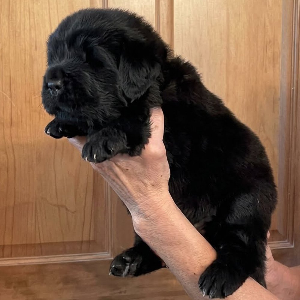 Shilo Newfoundland Puppy