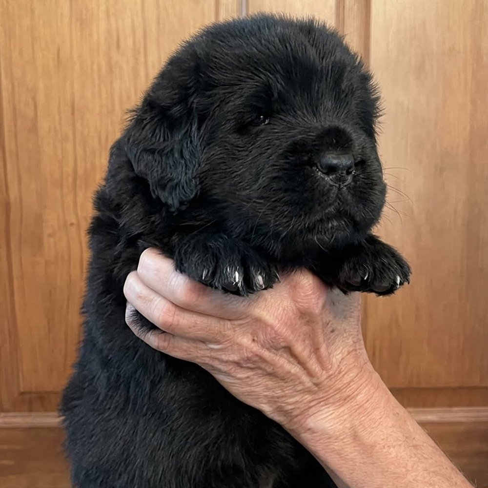 Shilo Black Newf