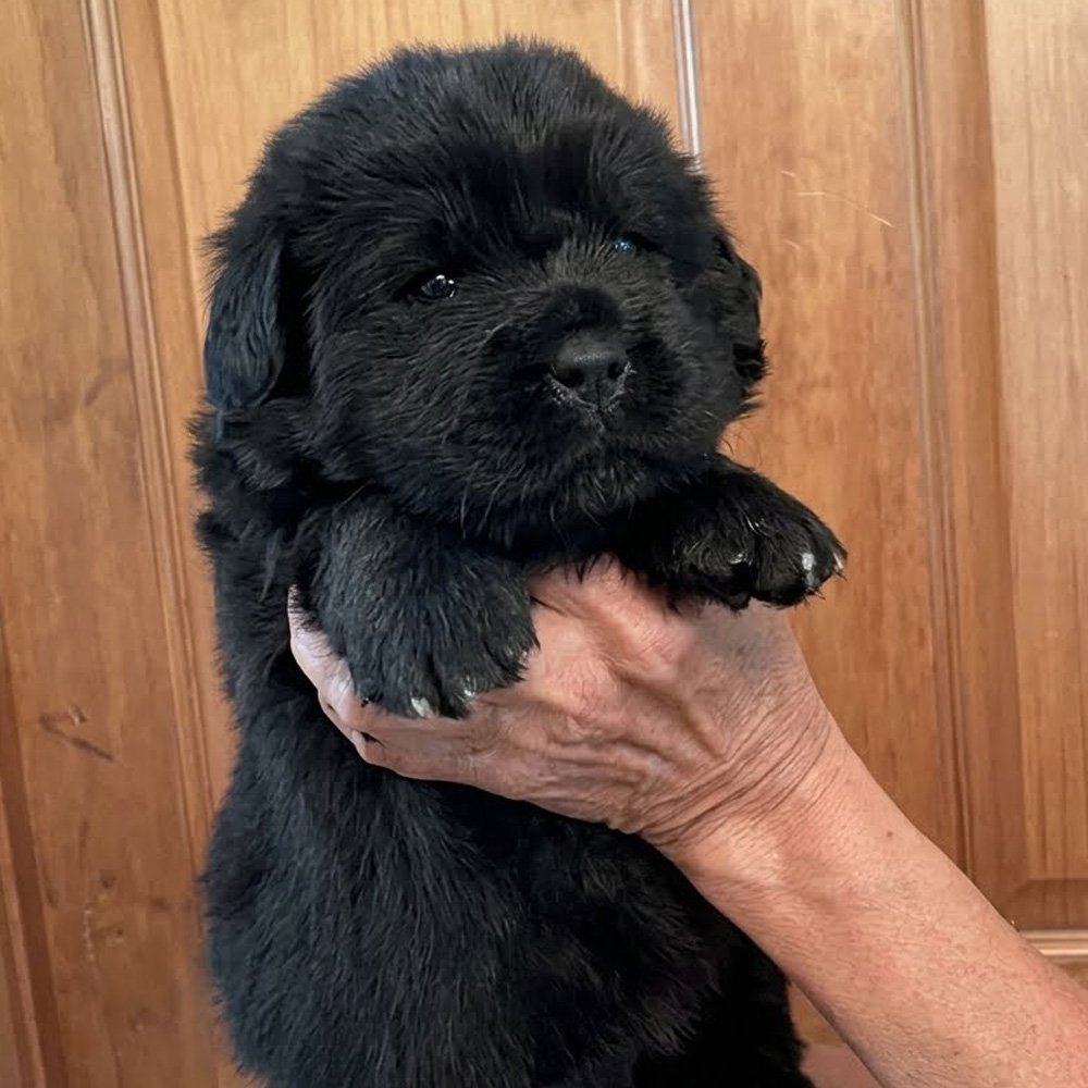 Shilo Newfoundland Black Puppy
