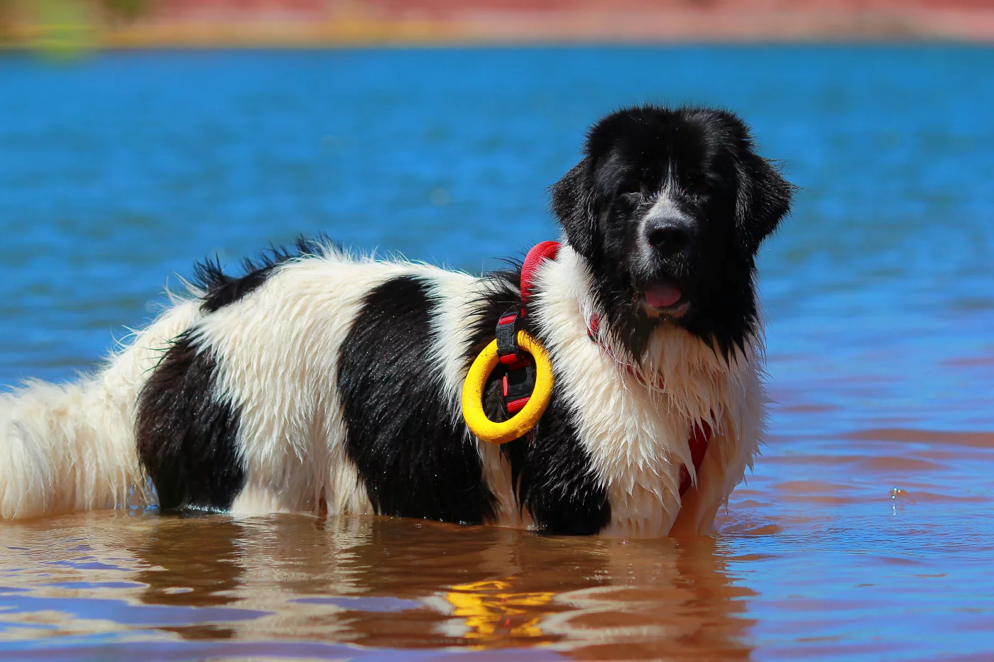 Landseer Newfoundland Water Rescue