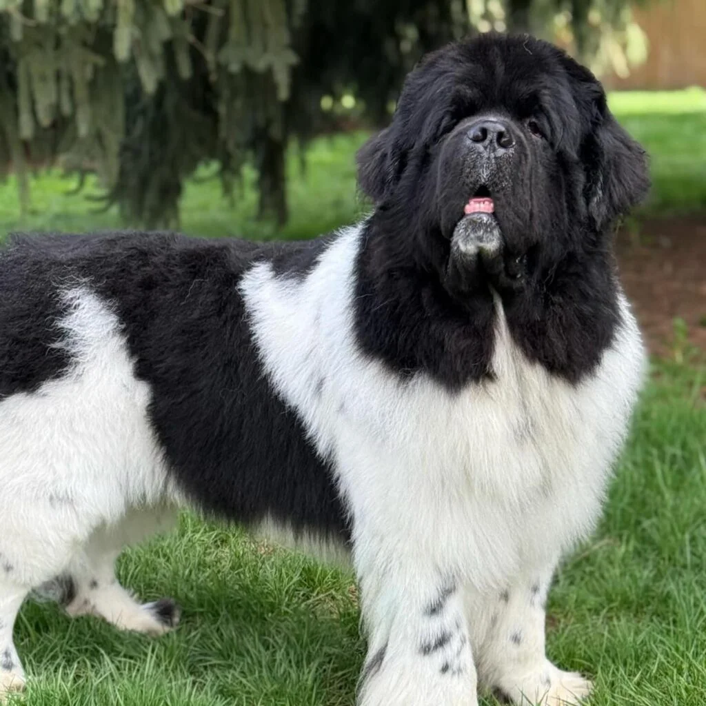 Newfoundland Dog