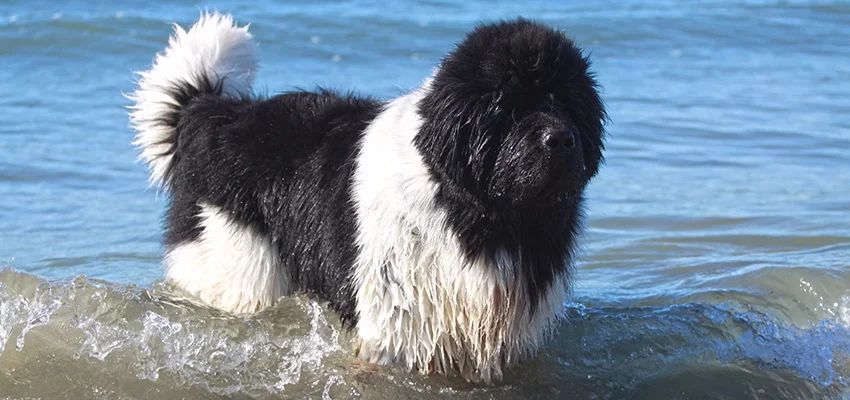 Newfoundland Dog