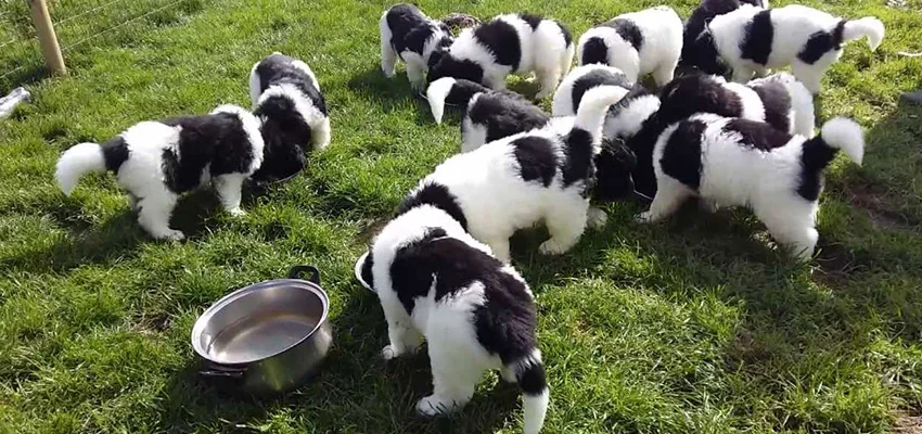 Newfoundland Dog