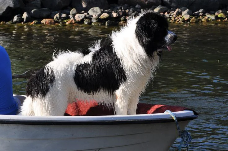 Landseer Newfoundland Water Rescue