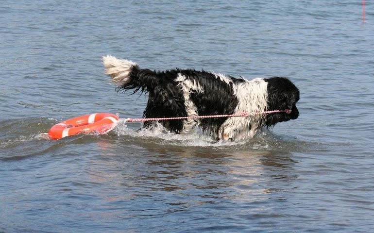 Landseer Newfoundland Water Rescue