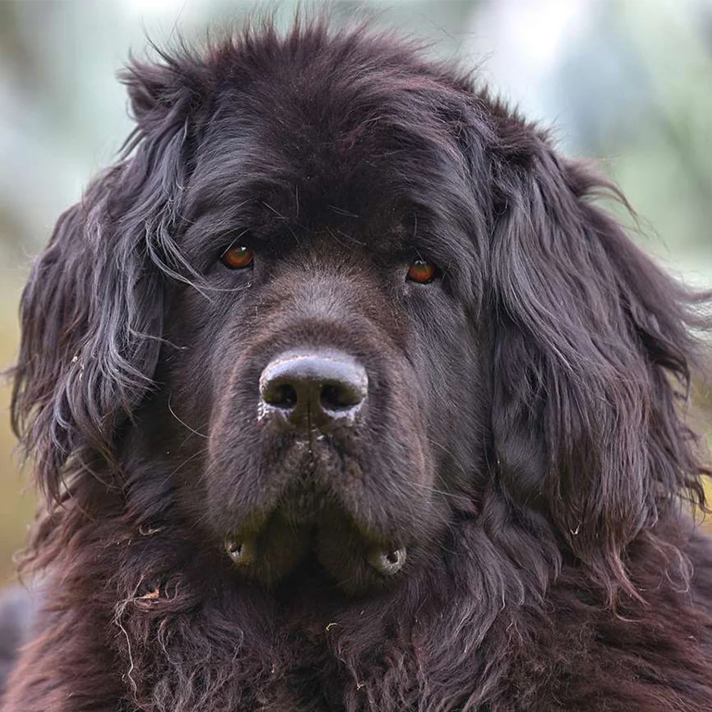 Newfoundland Dog
