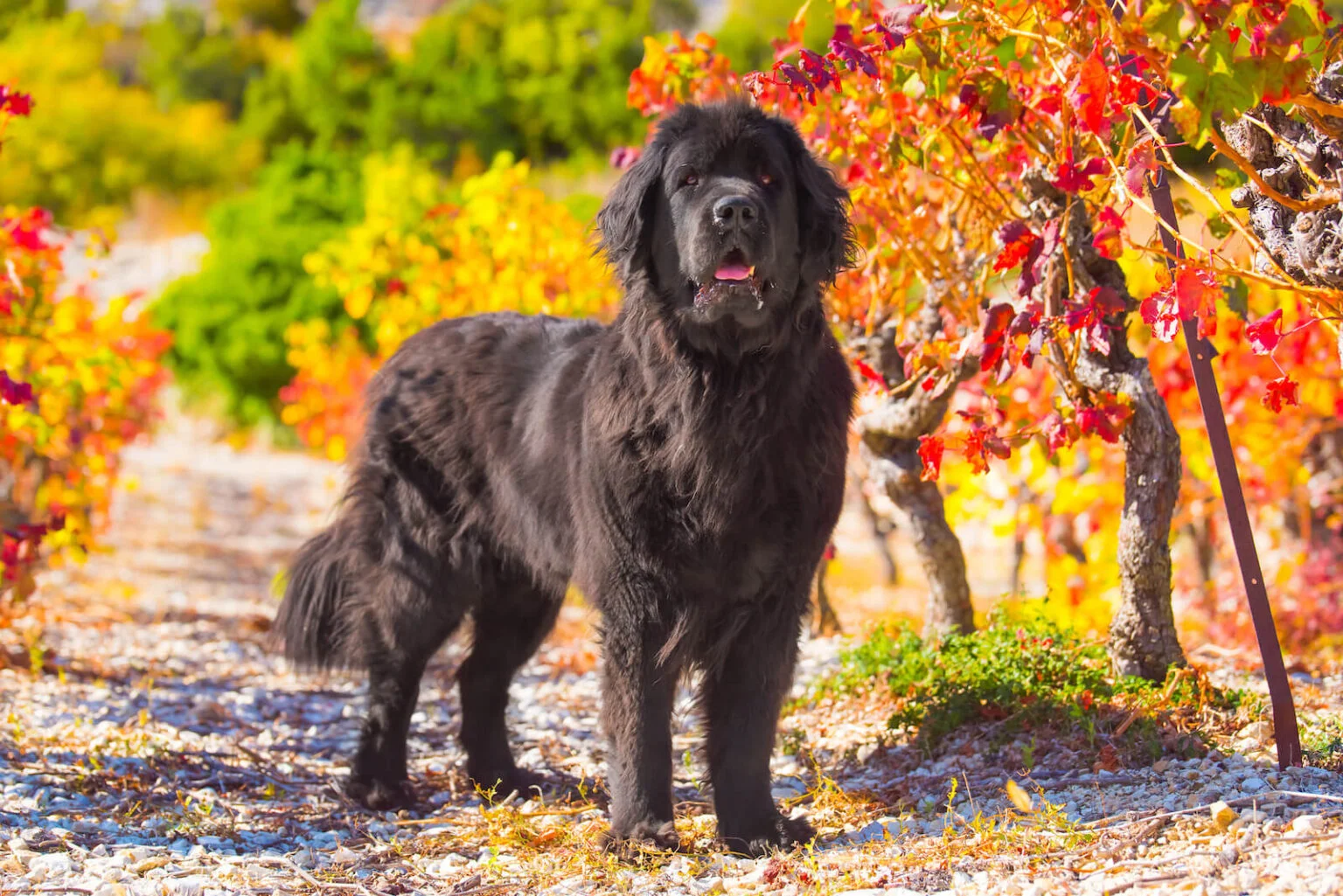 Newfoundland Dog