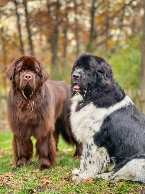 Newfoundland Dog