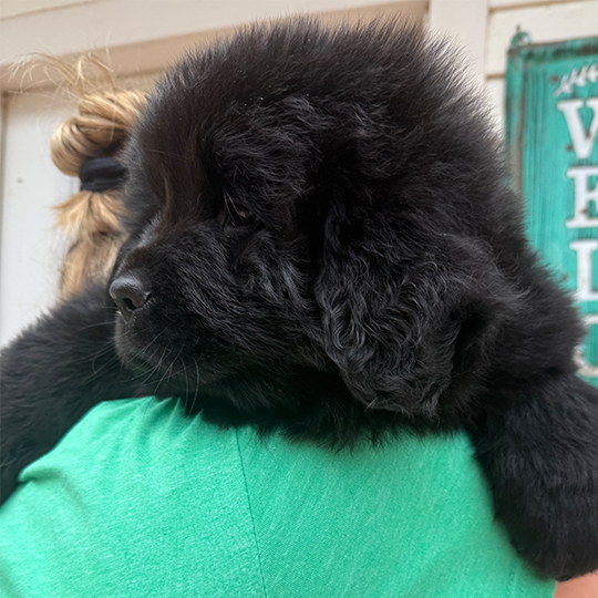 Shilo Newf Puppy