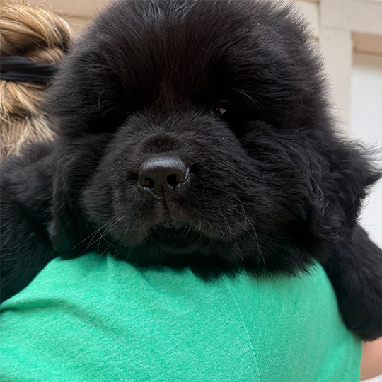 Shilo Newfoundland Show Quality Puppy