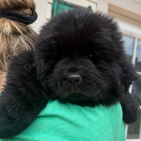 Shilo Black Newfoundland Puppy
