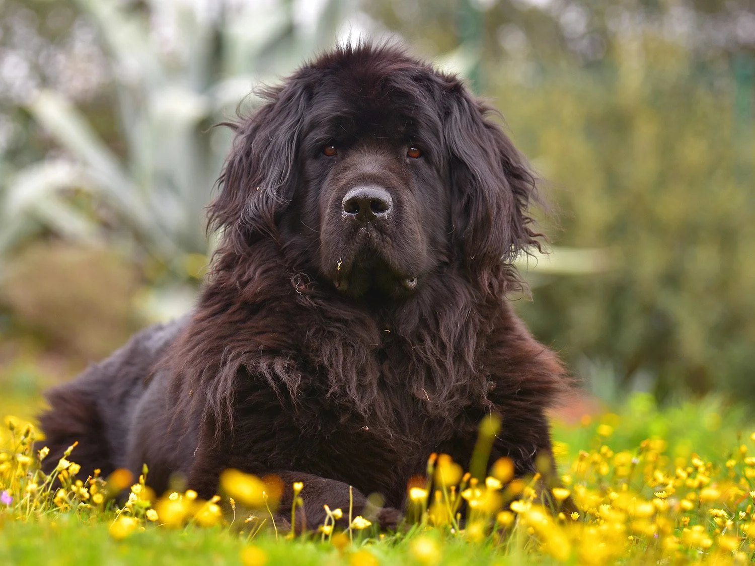 Newfoundland Dog